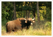 Kanha Photography