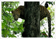Pench Photography