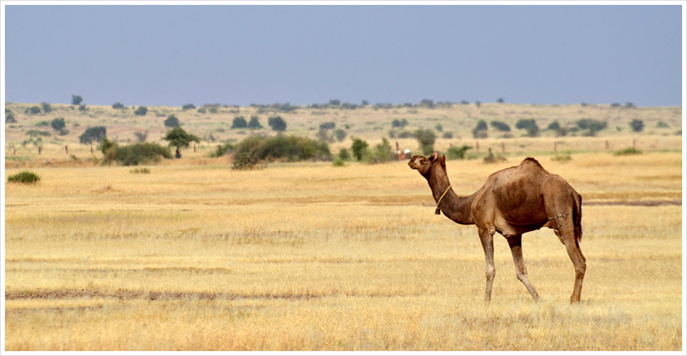 Jaisalmer