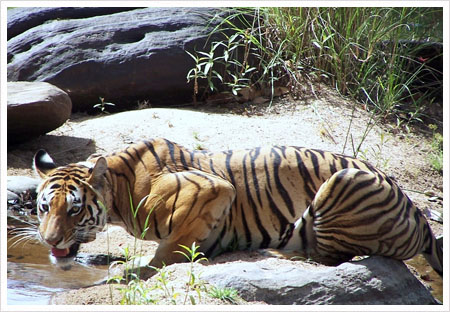 Panna National Park
