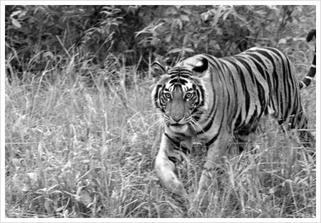 Pench National Park